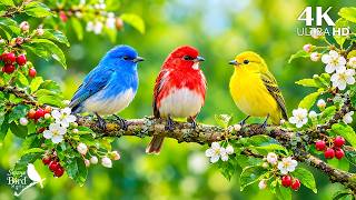 🌿 Spring Birdsong in Bloom & Soft Piano 🎹 Melt Away Stress & Drift Into Deep Relaxation