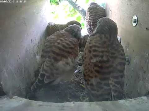 Fourth kestrel chick returns to box