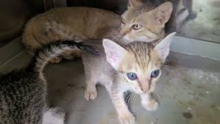 Sinh 4 còn 2 Mèo mẹ liên tục dời con sang vị trí an toàn tránh Đàn chó tấn công #cat #mèo