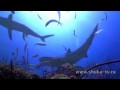 Caribbean reef sharks. Карибские акулы HDV 