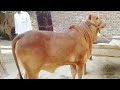 Pure Sahiwal Breed Calf / (Cows TV)