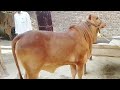 Pure Sahiwal Breed Calf Cows TV