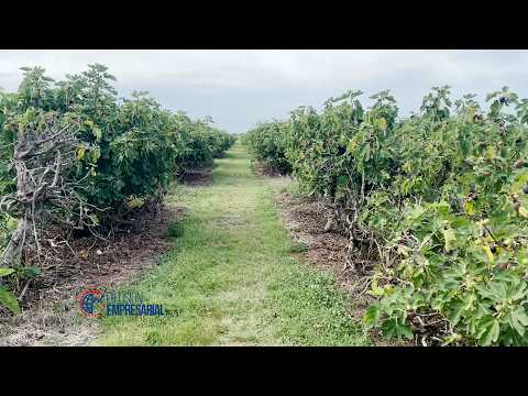 Higares Las Rosas: autocosecha, producción local y una experiencia distinta en el campo