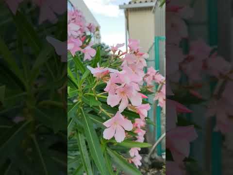 キョウチクトウの土の種類 挿し木が新芽を終える時期の作り方