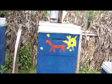 204. Asteptam salcamul