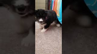 Video preview image #8 Siberian Husky Puppy For Sale in AURORA, CO, USA