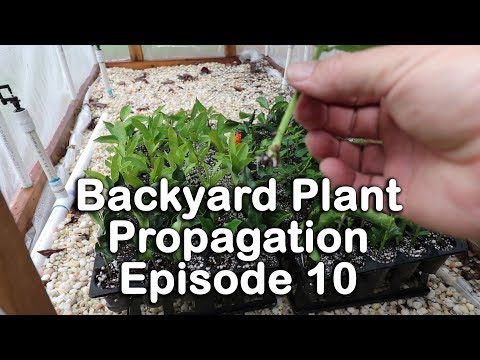 download lagu mp3 mp4 Ligustrum Berry, download lagu Ligustrum Berry gratis, unduh video klip Ligustrum Berry