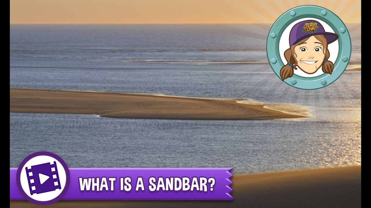 Animal Jam - Ask Tierney: What is a sandbar?