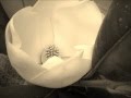 "Let Me Be The One" by Kaleo O Kalani
