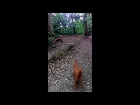 Batson's Happy Dogs video.