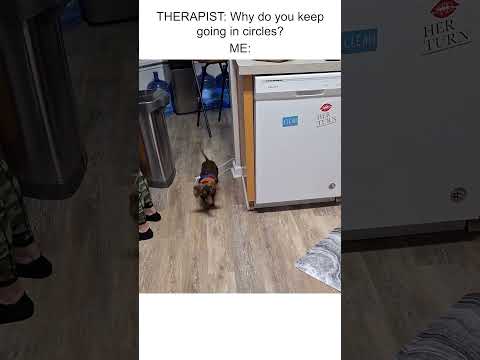 Un teckel tente de poursuivre un os attaché à une corde