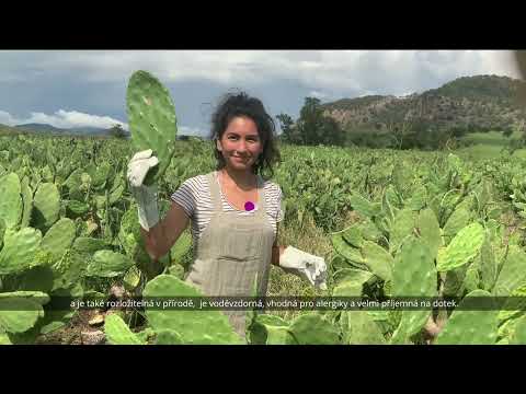 ? Kaktusová kůže poprvé v Česku - Batohama