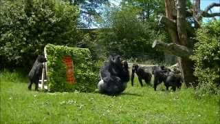 Birthdayparty gorillatwin @Burgers' Zoo 13 June 2014