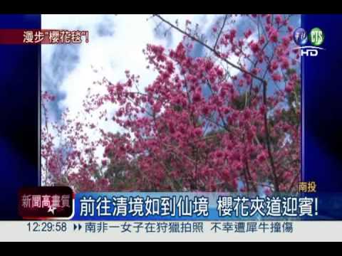南投櫻花開滿山 千嬌百媚迎賓!