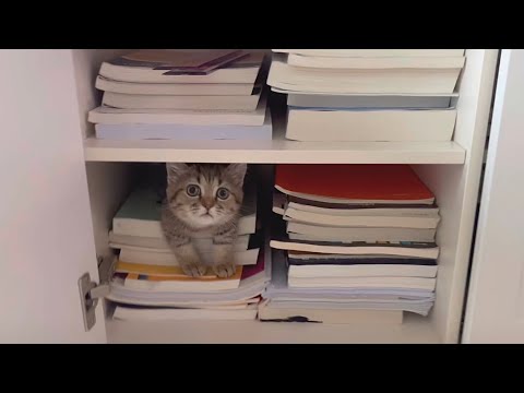 서랍장에서 굴러떨어진 아기고양이 반응