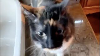 Episode 942 Scott Adams: Playing With My Cat and Answering Viewer Questi...
