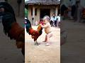 Chicken Vs Children Funny Comedy Shorts Trendingshorts Shortvideo Shortsfeed Shortsviral