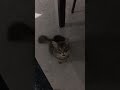 Handsome Grey Cat Imitates Mommy Talking Shorts