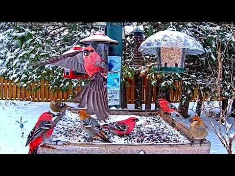 Some females among the Pine Growbeaks ~ ©CornellLab, Boreal, Ont