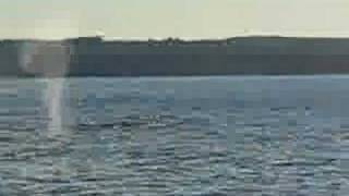 Whales 2 part