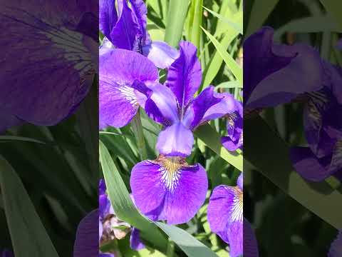 シベリアアイリス 植物