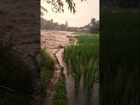 Hulu Sungai Bengkulu di Desa Rindu Hati Meluap 