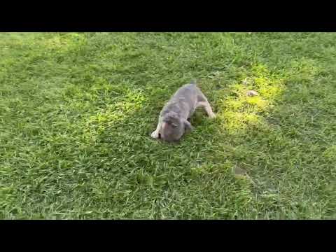 Cassis, Blue & Tan Visually Fluffy female French Bulldog puppy raised in Indiana — gallery view 2