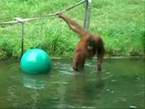 Behind the Scenes at the Houston Zoo May 2008