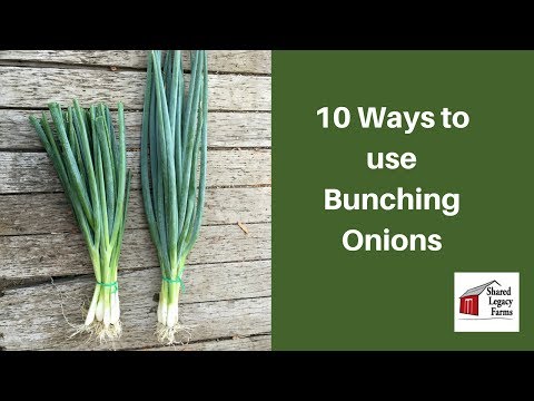 download lagu mp3 mp4 How To Eat Bunching Onions, download lagu How To Eat Bunching Onions gratis, unduh video klip How To Eat Bunching Onions