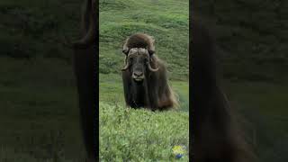 🐐 Muskox 🐐 #Shorts