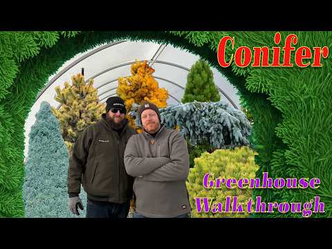 Must-Have Conifers for Winter Interest! | Walkthrough of the Conifer House at MrMaple