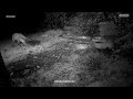 Mr Fox Frightened The Cat In My Garden