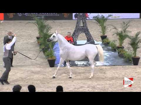 N.62 F.M. GLORIAA - Paris 2015 - 4+ year old mares (Class CM3 B)