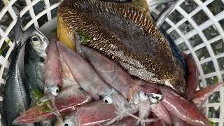 漁港買魚2025年5月27日星期二🌦️下午