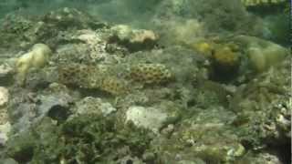preview picture of video 'Batang Yagit goes diving 2 of 5 (Lakwatsa to Anilao)'