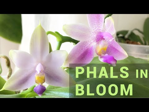 13 Windowsill Phalaenopsis in Bloom in June 2020