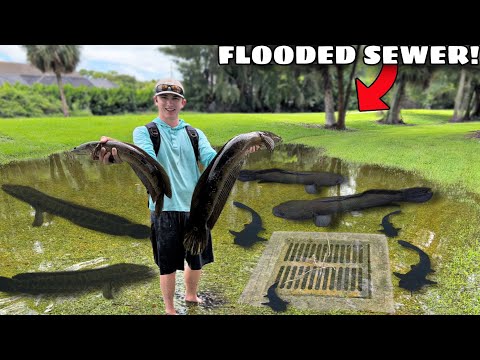 CATCHING INVASIVE FISH in FLOODED SEWER!