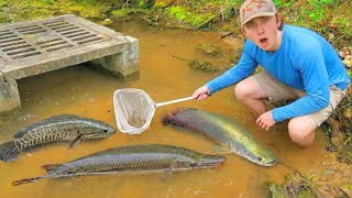 Download lagu CATCHING INVASIVE FISH in FLOODED SEWER! mp3