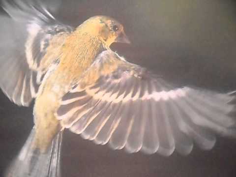 The Wishing Song-Original