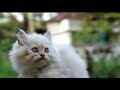 Cute Cat WhatsApp Status Banglore Asif Aacha Coorg