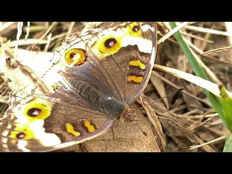 Meadow argus butterfly.