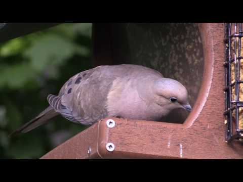 A Downy Woodpecker and a Mourning Dove on a feeder