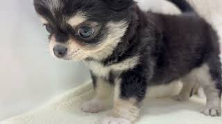 チワワ（ロング）の動画01