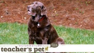 Learning the Stay Cue | Teacher's Pet With Victoria Stilwell