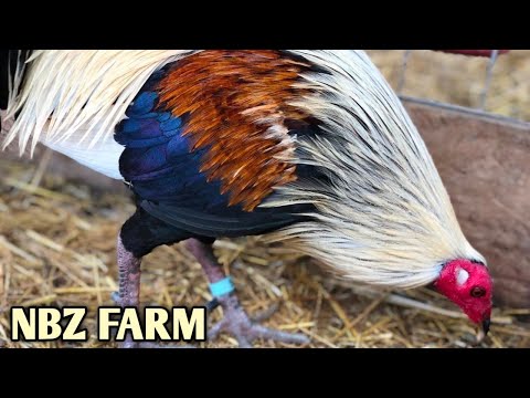 Best Quality Grey Albany Kelso - NBZ FARM - South Carolina