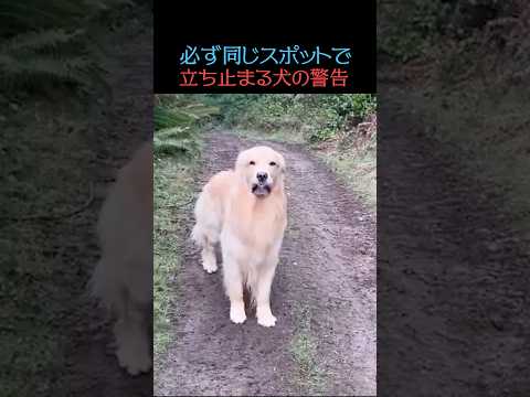 犬の警告に耳を傾けろ