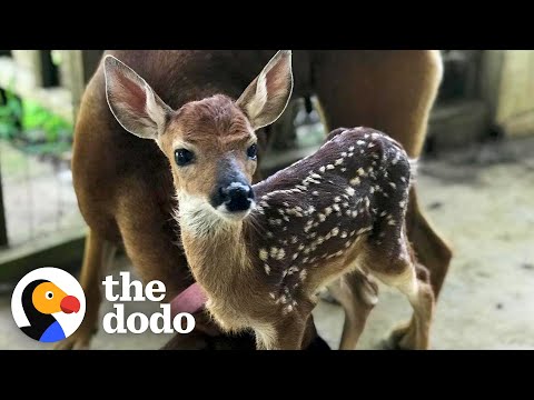 This Fawn Loves His Human Friend