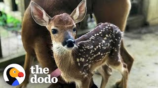 Fawn Comes To Lady&#39;s Door Every Morning | The Dodo Little But Fierce