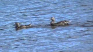 preview picture of video 'Trip to the Border 10 Ducks on 1st Connecticut Lake'