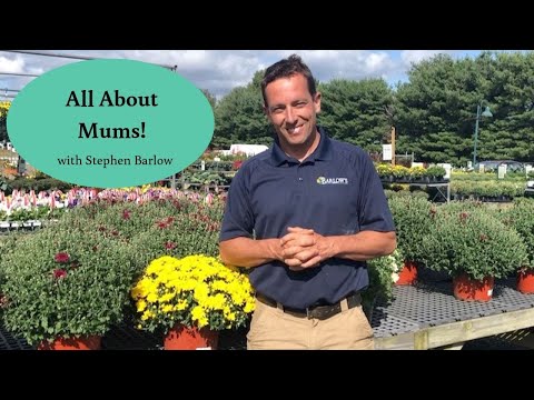 Barlow's TV [Episode 112] All About Mums!